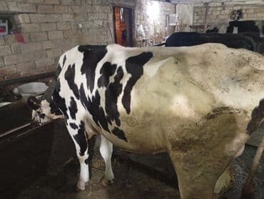 tap az sudluk inəklər: Salam gördüyünüz ineyler satılır boğaz balı super heyvanlardi — 1