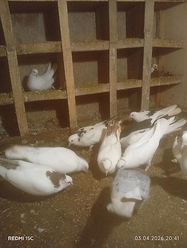 goyerçin: 13 dənə quşdu Sağlamlığına başım kimi cavabdehəm təcili satılır diyə — 1