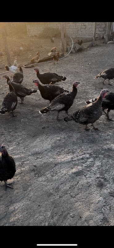 lal ordek satilir: Salam sağlam hec bir xesdeliyi olmayan hunduskalardi isdeyen vasappla — 1