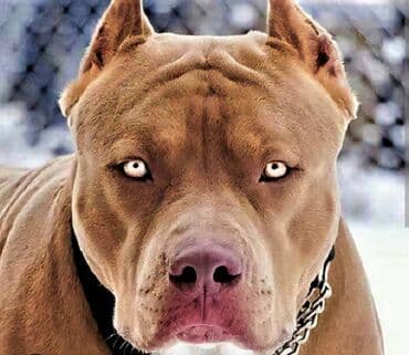 pitbul itlər: Pitbul — 1