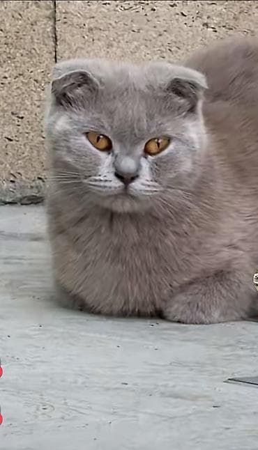 Şotland, Dişi lalafo.az -da Şotland, Dişi