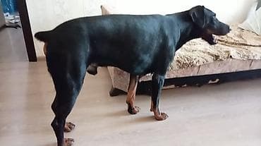 Doberman, 1 il, Erkek, Cütləşmə üçün, Ünvandan götürmə — 2