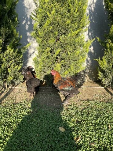 pişik satışı ucuz: Brama xoruzları. Biri 2 illik xoruz - 100₼ İkisi 7 aylıq xoruz — 10