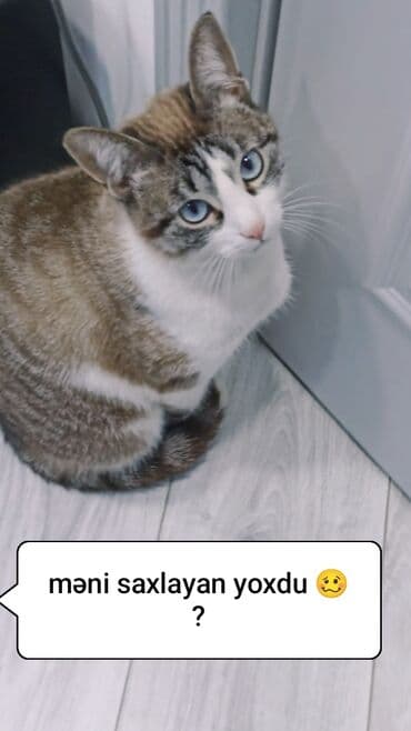 Məhsul: Ev pişiyi (qısatüklü) Xüsusiyyətlər:ğözləri mavi.rəngi boz