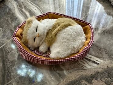 сколько стоит поп ит в азербайджане: Yenidir. Oz qiymeti 15 azndir.Qiymet 1 denesine aiddir — 2