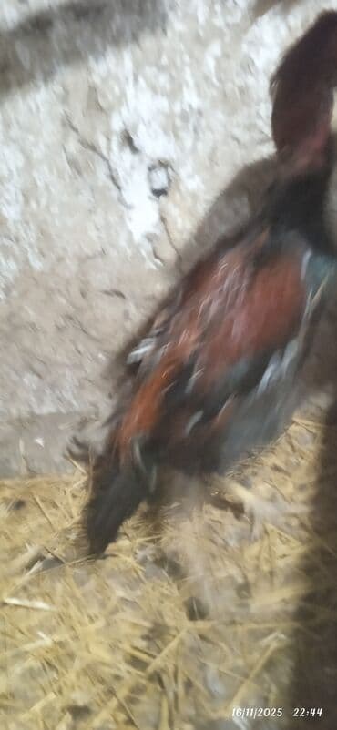 çöl qazi haqqinda melumat: Məhsul: Yerli xoruz (sarı-qara-qırmızı rəng çalarları) Təsvir: - Uzun — 3