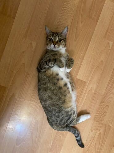 pişiy şəkilləri: Britan, Dişi — 1