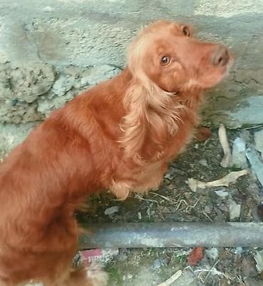 it cinsləri: Koker spaniyel, Dişi, Ödənişli çatdırılma — 3