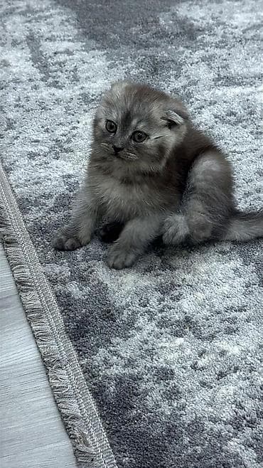 qurdbasar iti satisi: Şotland yastı qulaq, Erkək, Dişi, Yaxşı əllərə, Ünvandan götürmə, Pulsuz çatdırılma, Ödənişli çatdırılma — 2