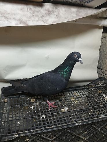 göyercin yuvası: Reyal aliciyla Qiymet Munasib Olunacaq wacapda eleqe saxla - Növ: ev — 10