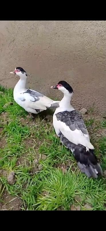 Yemlər: SATILIR CÜT XORUZ FƏRƏ QİYMƏT CÜTÜNƏ AYİDİR — 4