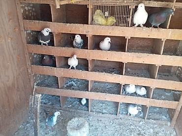 Məhsul: Ev göyərçinləri kolleksiyası Təsvir:salam qardaşdar quşdar