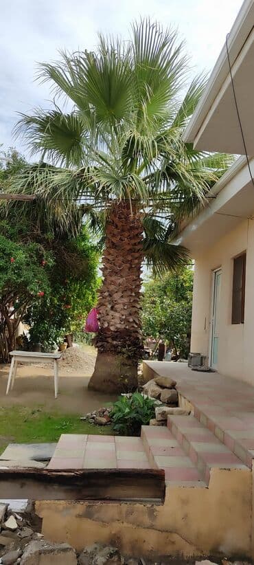 ağac satışı baki: Palma ağaci — 1
