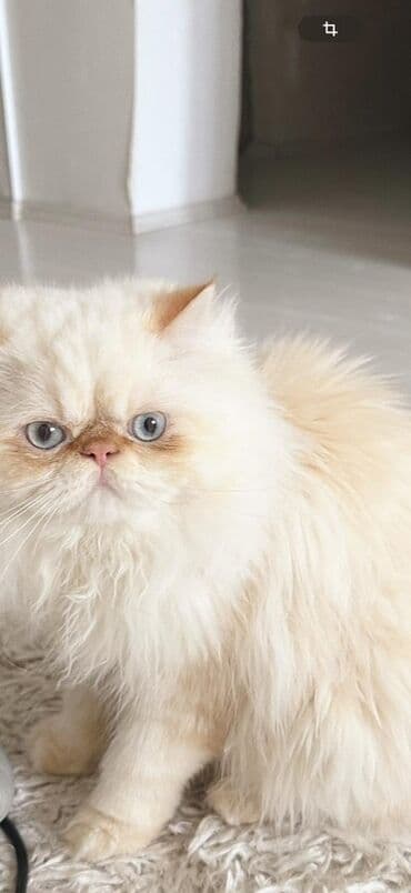 maykonq pişik: Fars, Erkək — 1