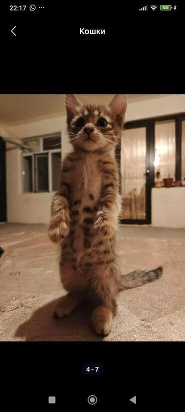 кот в добрые руки: Məhsul: Pişik balaları Təsvir: - Şəkillərdə müxtəlif rəng və — 1