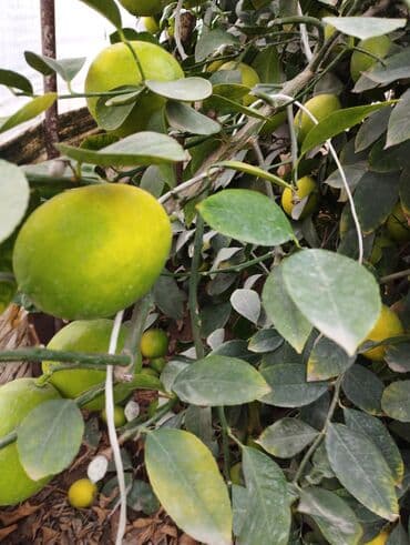 Tinglər: Məhsul: Şitil/bitki – limon ağacı (istixana şəraitində yetişdirilir) — 8