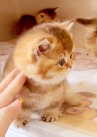 Britan, Dişi, Yaxşı əllərə, Ünvandan götürmə