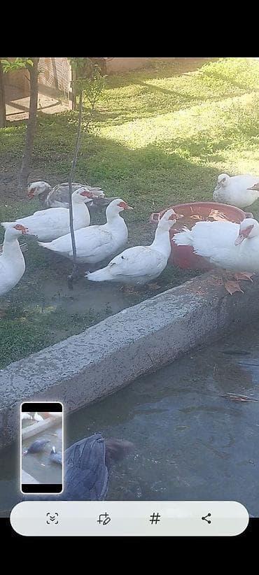 lavanda ördək: Lal yapon ördəklər xoruzdar kül öküz qırmızı öküz sortudu — 10