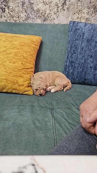 5 ayliq korpe: Miniatür, açıq krem rəngli balaca it balası - Cinsə bənzər — 2