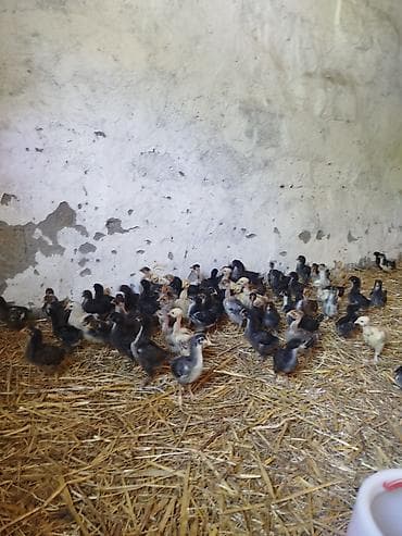 tap az goyercinler: 25 günlük Seçmə kənd cücələri satılır, tam sağlam, superaktiv — 2