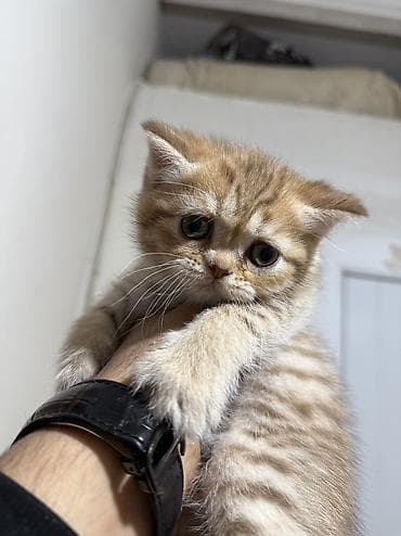 pişik cutleşdirme: Şinşilla — 8