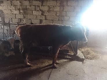 Hinduşkalar: Dana, buzov, Erkək, ay: 1, 135 kq, Ətlik, Ünvandan götürmə, Ödənişli çatdırılma — 2