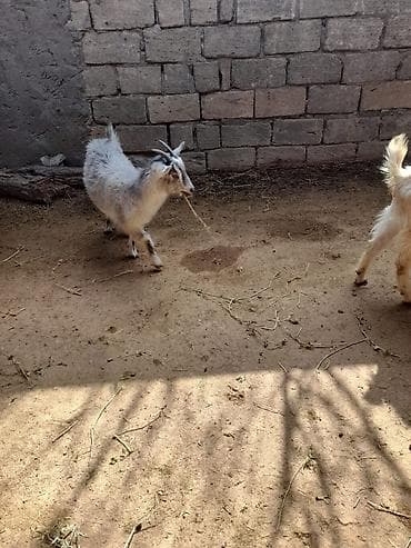 Razilaşmaq yolu ilə dişidir