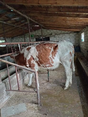 it sekilleri afcarka: Qırmızı-ağ ləkəli inək/dişi dana satılır. - Şəkillərdə təsərrüfat — 4