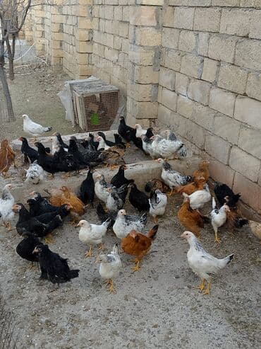 toyuq cuce satisi: Temiz heyet beceleri oz hwyetimin mehsuludur. Tek tek satilmir. 2 — 4