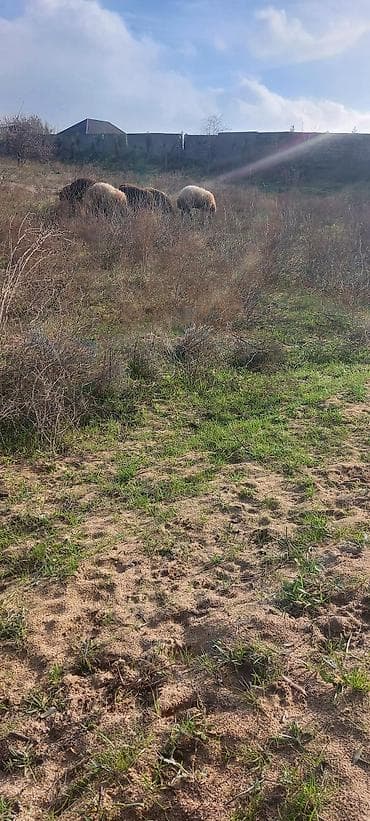 koroğlu: 24 sot, Tikinti — 5