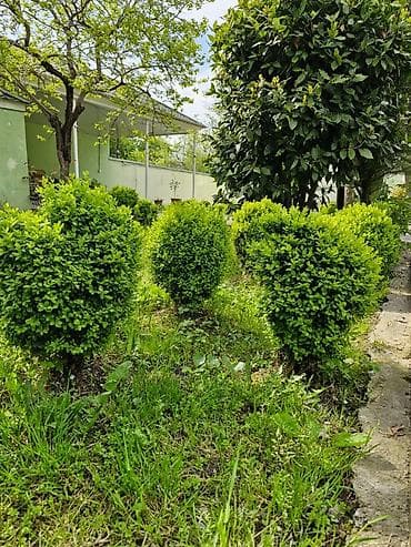 rozmarin bitkisi: Buxus (şimşir) dekorativ kolları – formal heykəllər və canlı hasarlar — 4