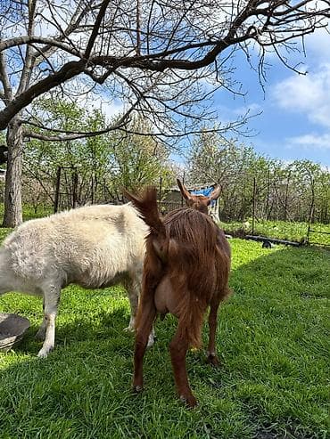 ucuz pisik yemekleri: 2-ci qarın əkiz balalı Alpin keçisi, balaları Hələbin mələzidir. Bir — 9