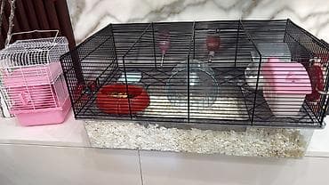 Hamster üçün tam dəst 2eded (erkek) hamster, 2 eded qefes, yem — 4