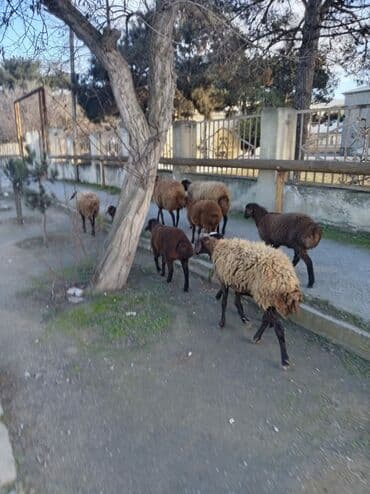 Аквариумы: Qoyun sürüsü – yerli ətlik/yunlu istiqamət - Şəkillərdə müxtəlif — 2