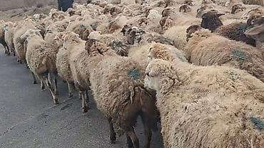 Грызуны: Самка, лет: 1, 50 кг, Для разведения, Самовывоз — 8