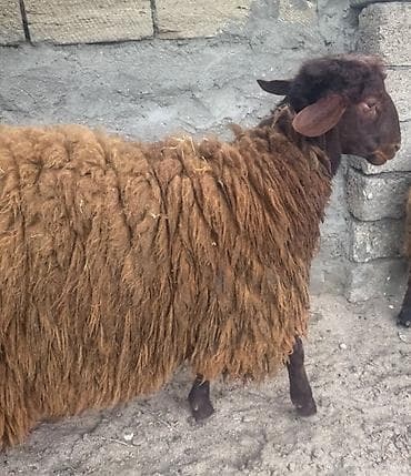 qoyun boğaz: Erkək, Qala, il: 1, 80 kq, Damazlıq, Südlük, Ətlik, Ünvandan götürmə, Ödənişli çatdırılma — 7