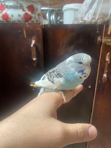 amerika devequsu haqqinda melumat: Bülbül (dalmatin naxışlı, mavi-ağ rəng çaları) – əhliləşdirilmiş — 3