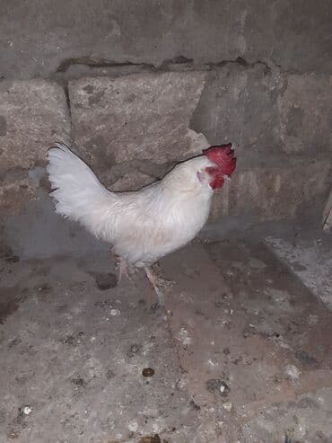 linqorin toyuqlar: Ağ rəngli xoş görünüşlü xoruz unvan Bileceri yaponka xoruz - Rəng — 3