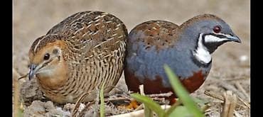 Çin bildirçini, maraqlı və dekorativ quşlardı, rasxodu az adi bina lalafo.az -da Çin bildirçini, maraqlı və dekorativ quşlardı, rasxodu az adi bina