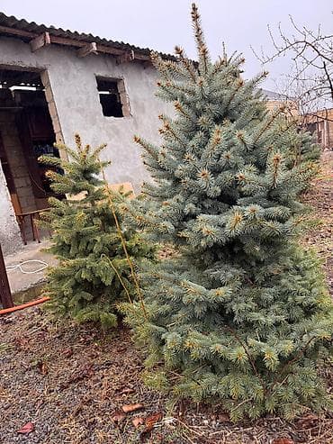 Ölcü ve qiymet: 1.70m Gümüşü - 250azn 1.20m Gümüşü - 180 azn 1.30m