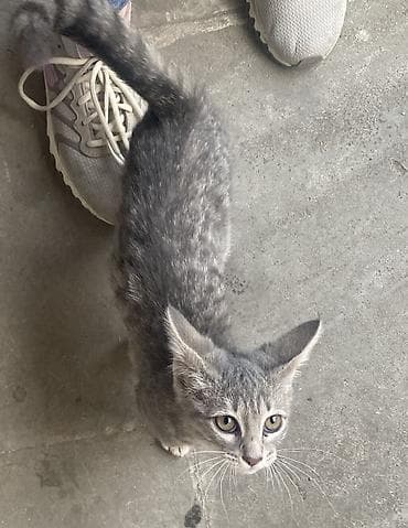 paroda pişik: Dişi, Ünvandan götürmə — 2