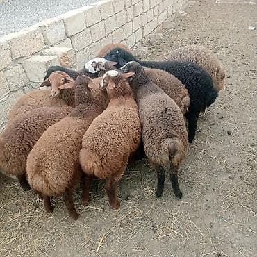 Camış: Quzu, Dişi, ay: 1, 30 kq, Ətlik, Ödənişli çatdırılma — 2