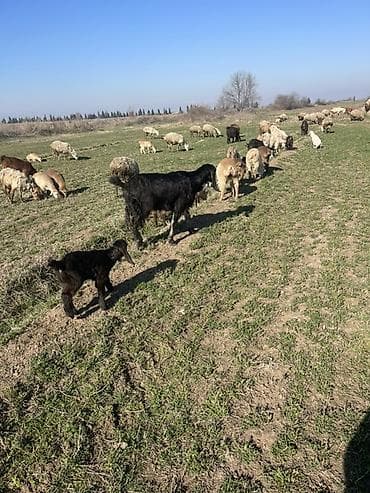 Ördəklər: Satılır: Qara rəngli keçi balası (oğlaq) - Növ: Yerli/qarışıq cins — 3