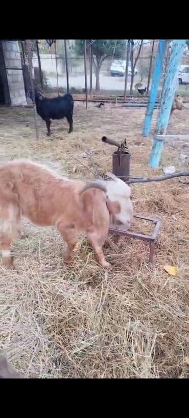 itlerin qiymeti ucuz: Biri Hələb o biri hələb qarışıq təkələr satılır 9 aylıqdı, Ağdaş — 3