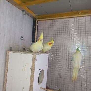 питомники собак в баку: Salam Tam əl quşlarıdı Dişləmir Cırmaq atmır yumurtuyandı 2 dişi — 2