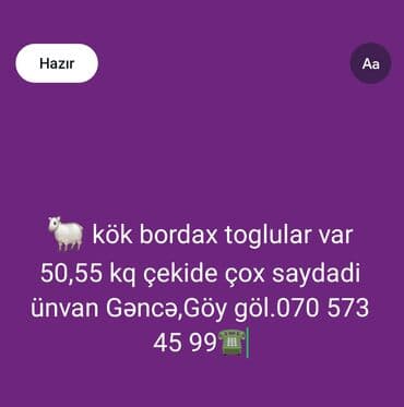 pavlin goyercin satisi: Bordax cinsindən semiz toğlular satışdadır. Çəkilər: 50–55 kq. Say — 1
