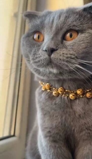 satılıq pişiklər: Şotland yastı qulaq, Erkək, Yaxşı əllərə, Ünvandan götürmə — 1