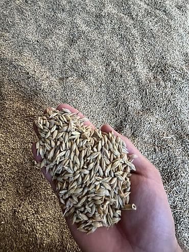 heyvan: Arpa – qarışıq yemlik/çör-dənlik 50 ton arpa satılır çatdırılma — 5