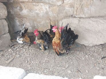 кольчатый попугай цена: Курица, Для разведения — 3