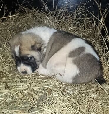 Dişi Kückdü Real Alıcıya Ata Anasın Səkiləridə Atlacaq Qiymət 70₼